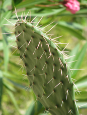 Kaktus Stacheln.jpg